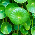 Бурая водоросль, концентрат готу колы, форсколин входия в состав Dash Diet.